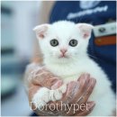 학동농장 | 학동고양이분양 작은 귀와 동그란 얼굴이 무척 인상 깊었습니다