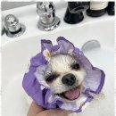 댕댕케어 이미지