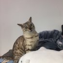 개이쁘개 이미지