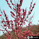 😍요리노리쿡, 신규"봄이오나봄, 생과일탕후루만들기" 클래쓰 오픈합니다😍 이미지