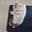 역경 속에서 피어나는 꽃이 가장 희귀하고 아름다워