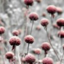 야생화그리기 이미지