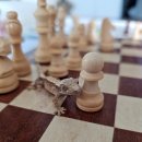 하모니-가을 | 성남 분당 유튜버 정브르샵 곤충하모니 파충류샵 방문 전갈 입양 후기