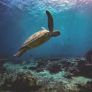 거북이집 이미지