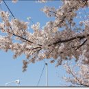 낙동강제방(2) 이미지