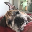 개미용실 이미지