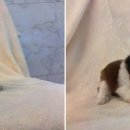 도그마루 강아지고양이 대전점 이미지