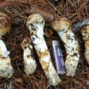 송이농장(2) 이미지