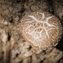 장인농장 이미지