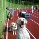 써니도그 이미지