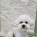 하이도그 이미지