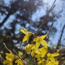 야외음악당 | 2026년 야외음악당 벚꽃 피기 시작하는데 돗자리 어디에