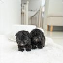 퍼피트렌드 이미지