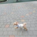 슈나우펫 이미지