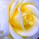 Soft - LANY/Silent Whispers/Come Closer Tonight 이미지