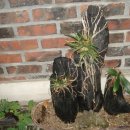 인석농장 이미지