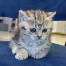 도그마루 고양이강아지 청주점 이미지