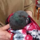 비둘기미장원