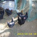 주령축산 이미지