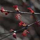 계수나무 이미지