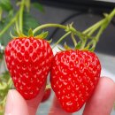 11650-5-50-16 | 오사카 딸기 체험 더 팜 유니버설｜당도 16 딸기 직접 따본 후기