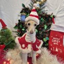 비바도기 이미지