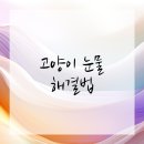 강동동물병원 | 강동구동물병원과 함께 알아보는 고양이 눈물 문제 해결하기!