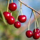 체리 이미지