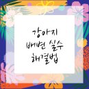 전수의과 동물병원 | 고양시동물병원 강아지 배변 훈련 꿀팁 전수해줄게!