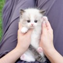 인천고양이분양 테디럽 이미지