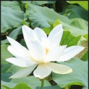 ﻿연꽃 [Nelumbo nucifera, Sacred Lotus, East Indian Lotus, 蓮 ―] 이미지