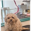 위드독 | 덥수룩 털 정리부터 얼굴 라인까지 개금강아지미용실 위드독 솔직후기