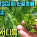 붉은서나물(물쑥갓)―나물 맛이 좋고, 통풍, 좌골신경통, 습진, 치질, 복통, 변비, 이질에 효능이 있는 나물약초 조회수 5.5천회 3 이미지