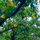 우림세탁소 이미지