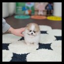 유앤미펫 강아지분양 고양이분양 용인점 이미지