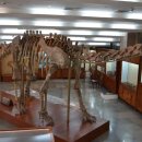 (주)중부지질 | 초식공룡종류 용각류공룡종류 인도의 큰다리도마뱀 바라파사우루스