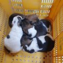 최종주동물병원 이미지