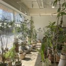 피크닉스 | [피크닉스플랜트] 대전 식물가게, 집들이 화분 추천