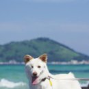 주식회사 펫프로젝트 이미지