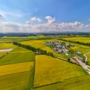 황금들녁 이미지