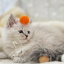 시바견분양.kr 이미지