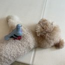 킁카킁카 이미지