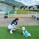 강원도 춘천 숙소 추천 춘천 애견동반 글램핑장 캠핑장 펜션 그레이스 글램핑
