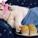 개팔자 상팔자 이미지