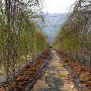 농장이야기 이미지