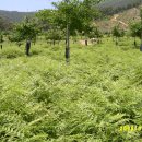 나린흑염소 이미지