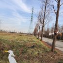 대부해솔길 1-1코스(순환코스) | 대부해솔길 1-1코스 (트레킹추천) : 나는 사람이지 차량이 아니에요