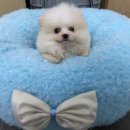 제주 헬로우펫 이미지