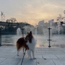 케니애견돌봄센터 네이버블로그