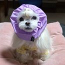 (주)리얼스타엔터테인먼트 | 수원 스타필드 몰리스펫샵 하림 더리얼 밀 그레인프리 종류별 급여 후기